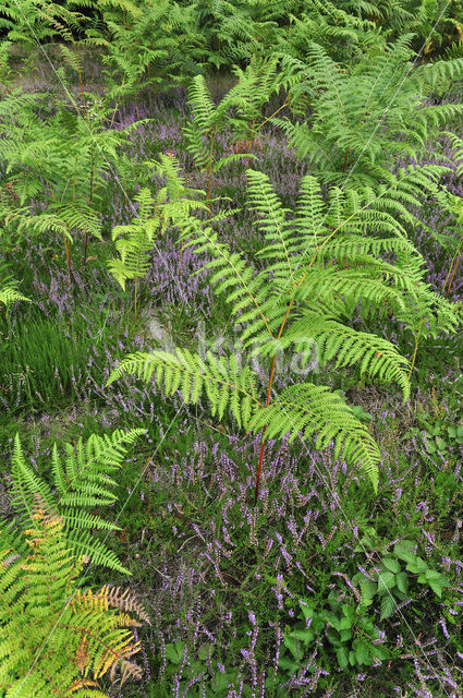 Western brackenfern (Pteridium aquilinum)