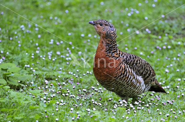 Eurasian Capercaillie (Tetrao urogallus)