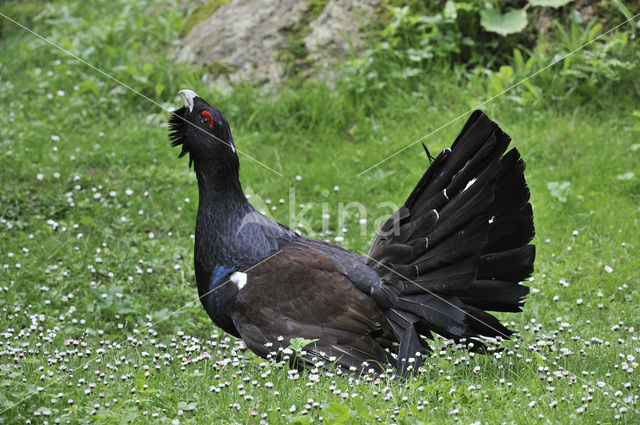 Eurasian Capercaillie (Tetrao urogallus)