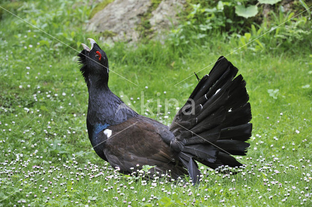 Eurasian Capercaillie (Tetrao urogallus)