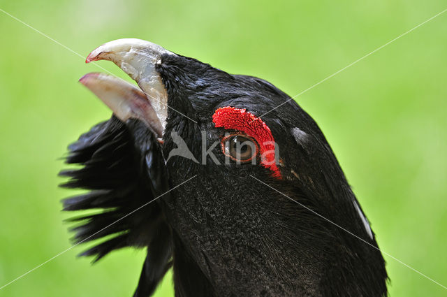 Eurasian Capercaillie (Tetrao urogallus)