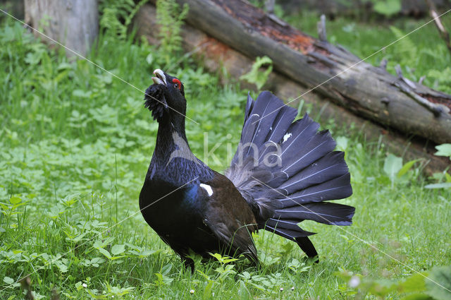 Eurasian Capercaillie (Tetrao urogallus)