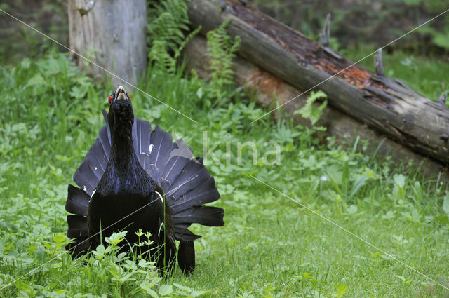 Eurasian Capercaillie (Tetrao urogallus)