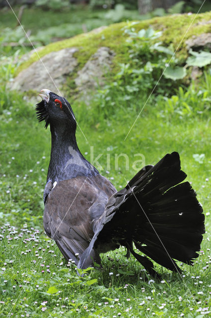 Eurasian Capercaillie (Tetrao urogallus)