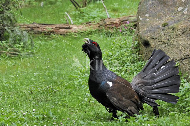 Eurasian Capercaillie (Tetrao urogallus)