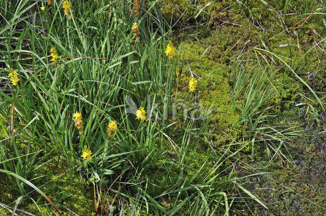 Bog Asphodel (Narthecium ossifragum)