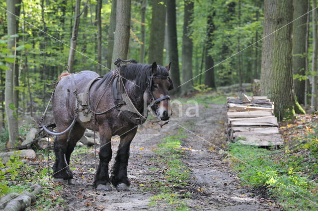 Belgian Horse (Equus spp)