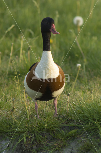 Bergeend (Tadorna tadorna)