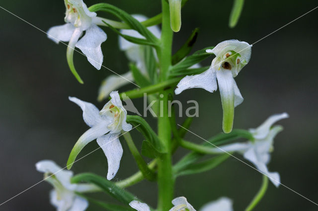 Greater Butterfly-orchid (Platanthera chlorantha)