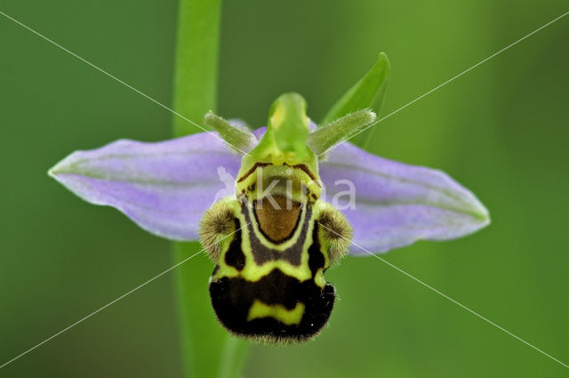 Bijenorchis (Ophrys apifera)