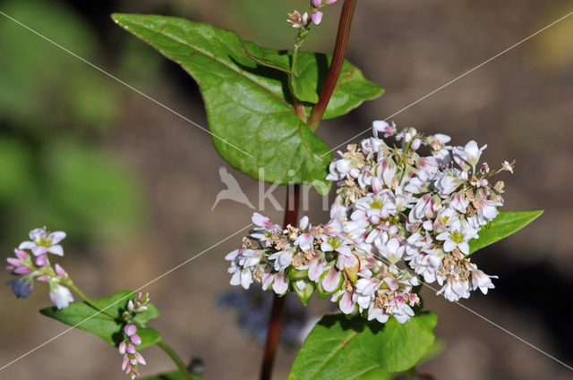 Boekweit (Fagopyrum esculentum)