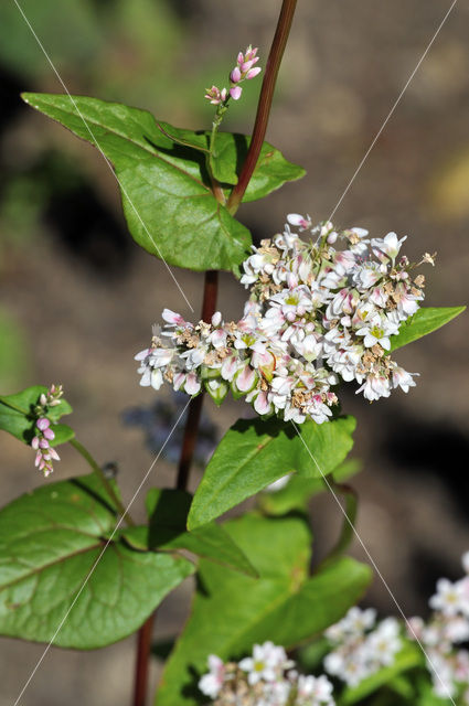 Boekweit (Fagopyrum esculentum)