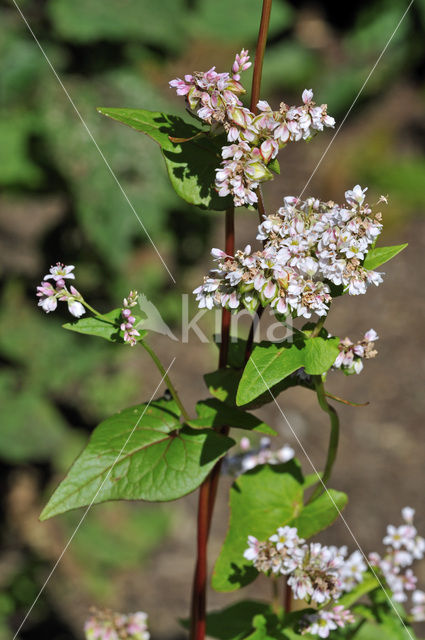 Boekweit (Fagopyrum esculentum)