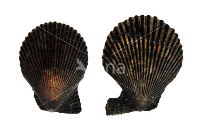 Variegated Scallop (Mimachlamys varia
