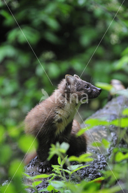 Pine Marten (Martes martes)