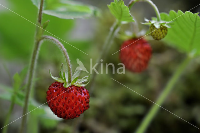 Bosaardbei (Fragaria vesca)