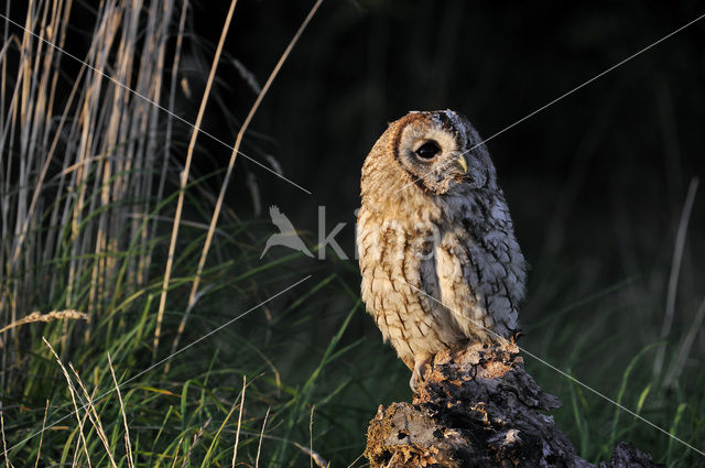 Bosuil (Strix aluco)