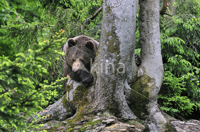 Bruine beer (Ursus arctos)