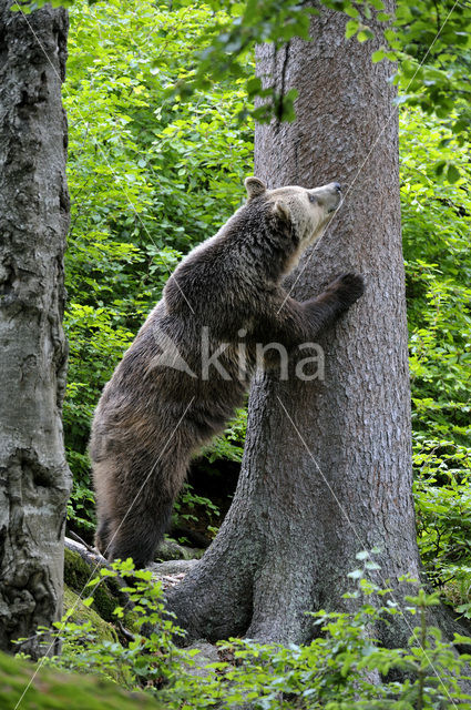 Bruine beer (Ursus arctos)