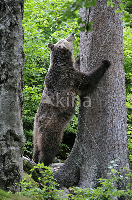 Bruine beer (Ursus arctos)