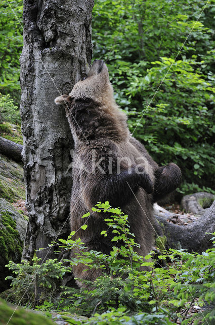 Bruine beer (Ursus arctos)