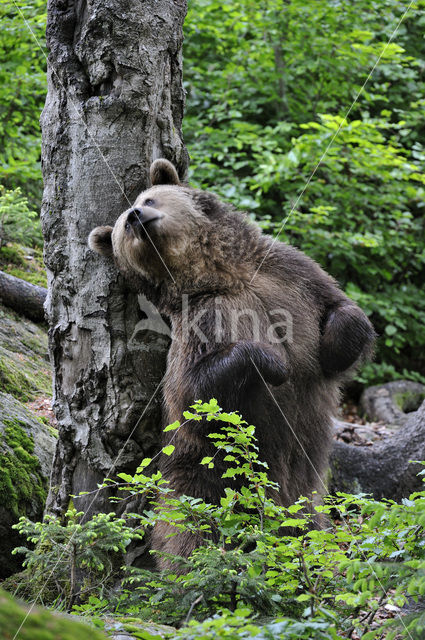 Bruine beer (Ursus arctos)