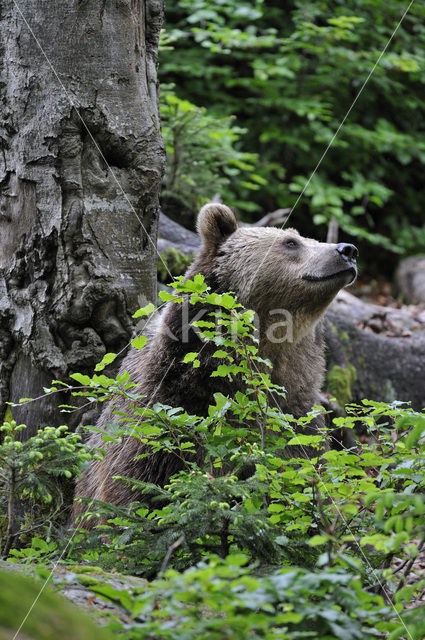 Bruine beer (Ursus arctos)