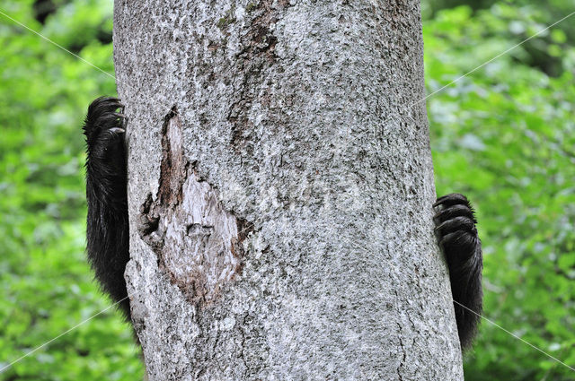 Bruine beer (Ursus arctos)