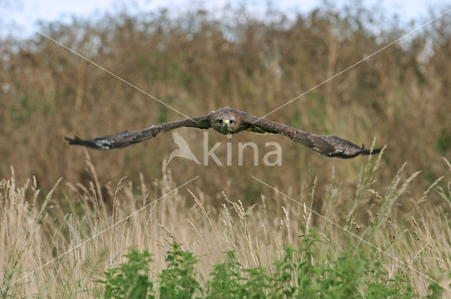 Buizerd (Buteo buteo)