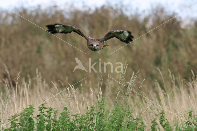 Common Buzzard (Buteo buteo)