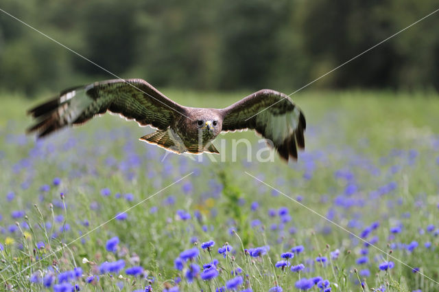 Buizerd (Buteo buteo)