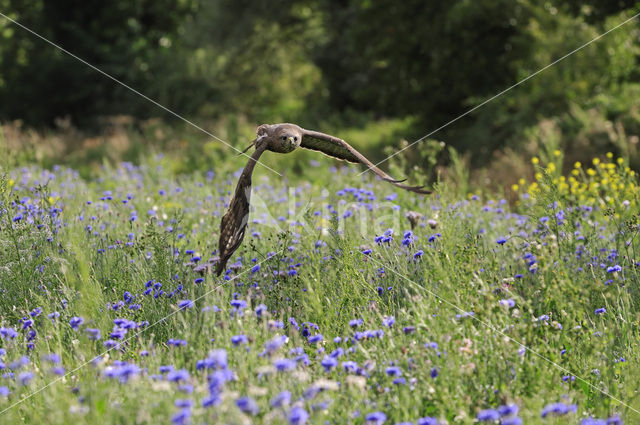 Buizerd (Buteo buteo)
