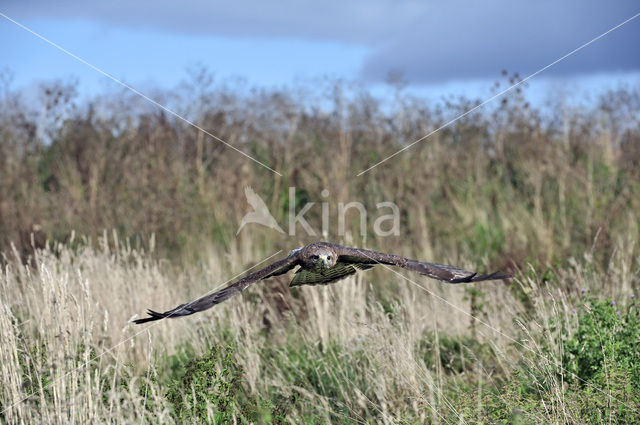 Buizerd (Buteo buteo)