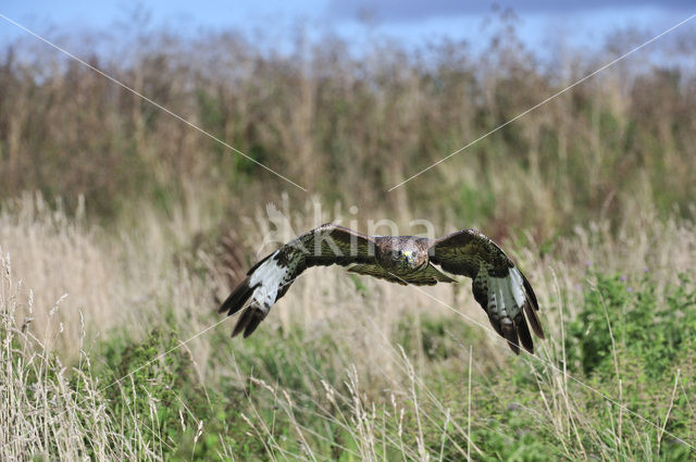 Buizerd (Buteo buteo)