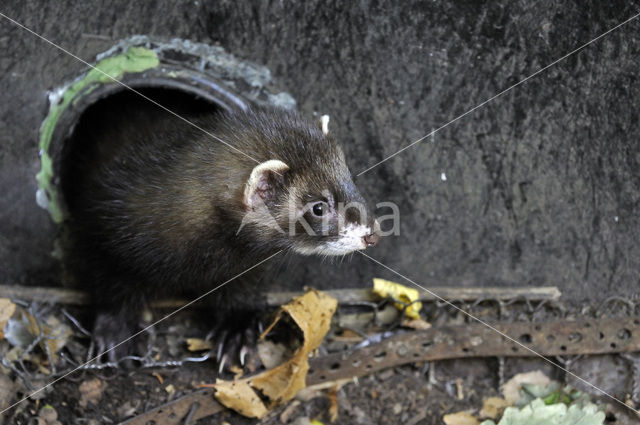 Bunzing (Mustela putorius)