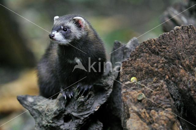 Polecat (Mustela putorius)