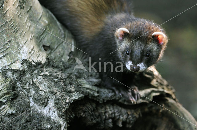 Bunzing (Mustela putorius)