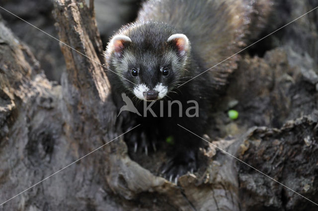 Polecat (Mustela putorius)