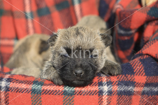 Cairn terrier (Canis domesticus)