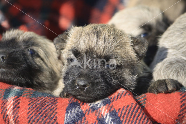 Cairn terrier (Canis domesticus)