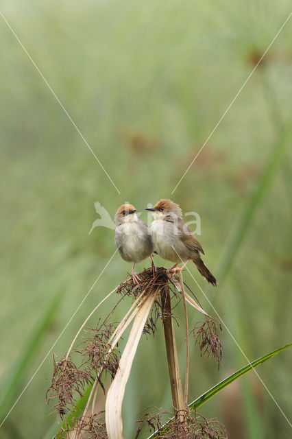 Chubbs graszanger (Cisticola chubbi)