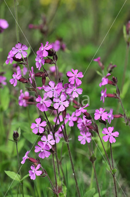 Red Campion (Silene dioica)