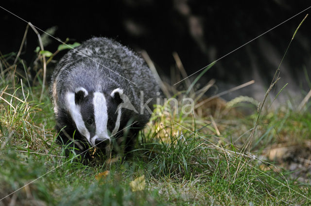 Badger (Meles meles)