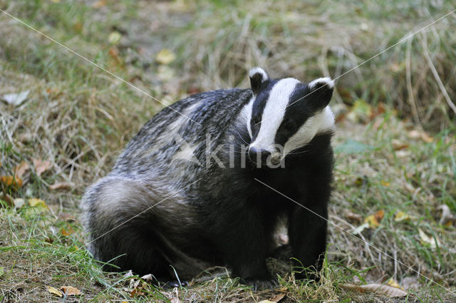Badger (Meles meles)