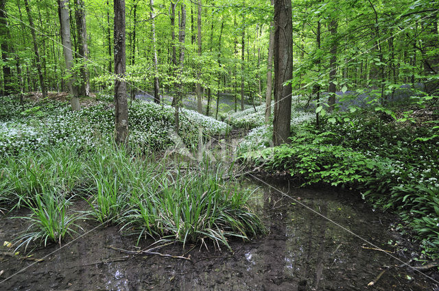 Ramsons (Allium ursinum)