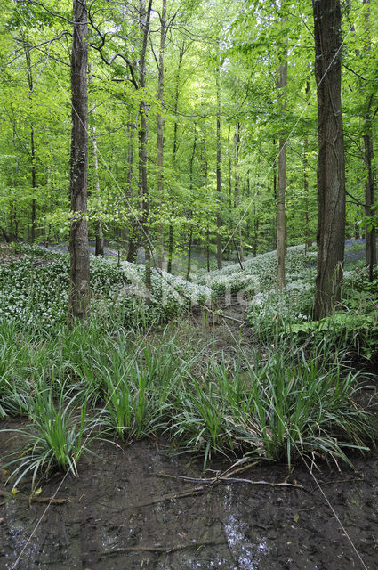 Ramsons (Allium ursinum)