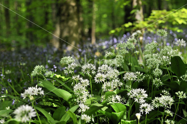 Daslook (Allium ursinum)