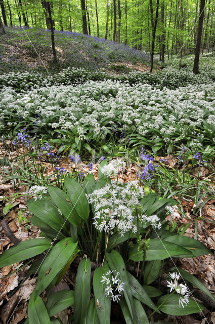 Daslook (Allium ursinum)