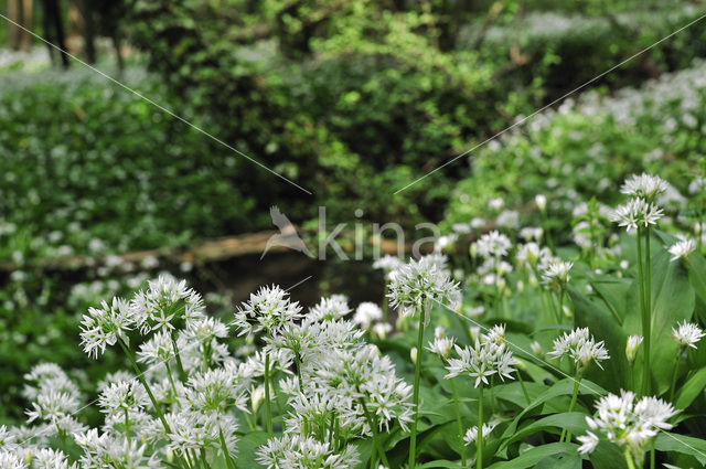 Daslook (Allium ursinum)