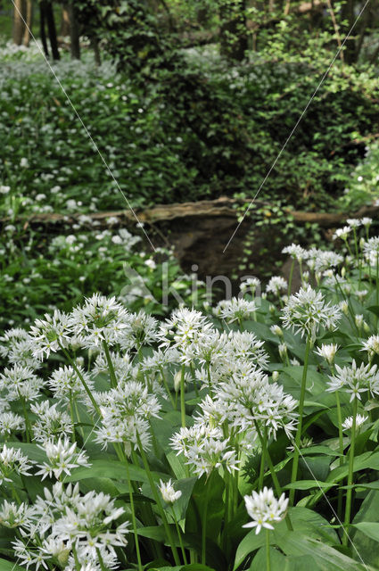 Daslook (Allium ursinum)